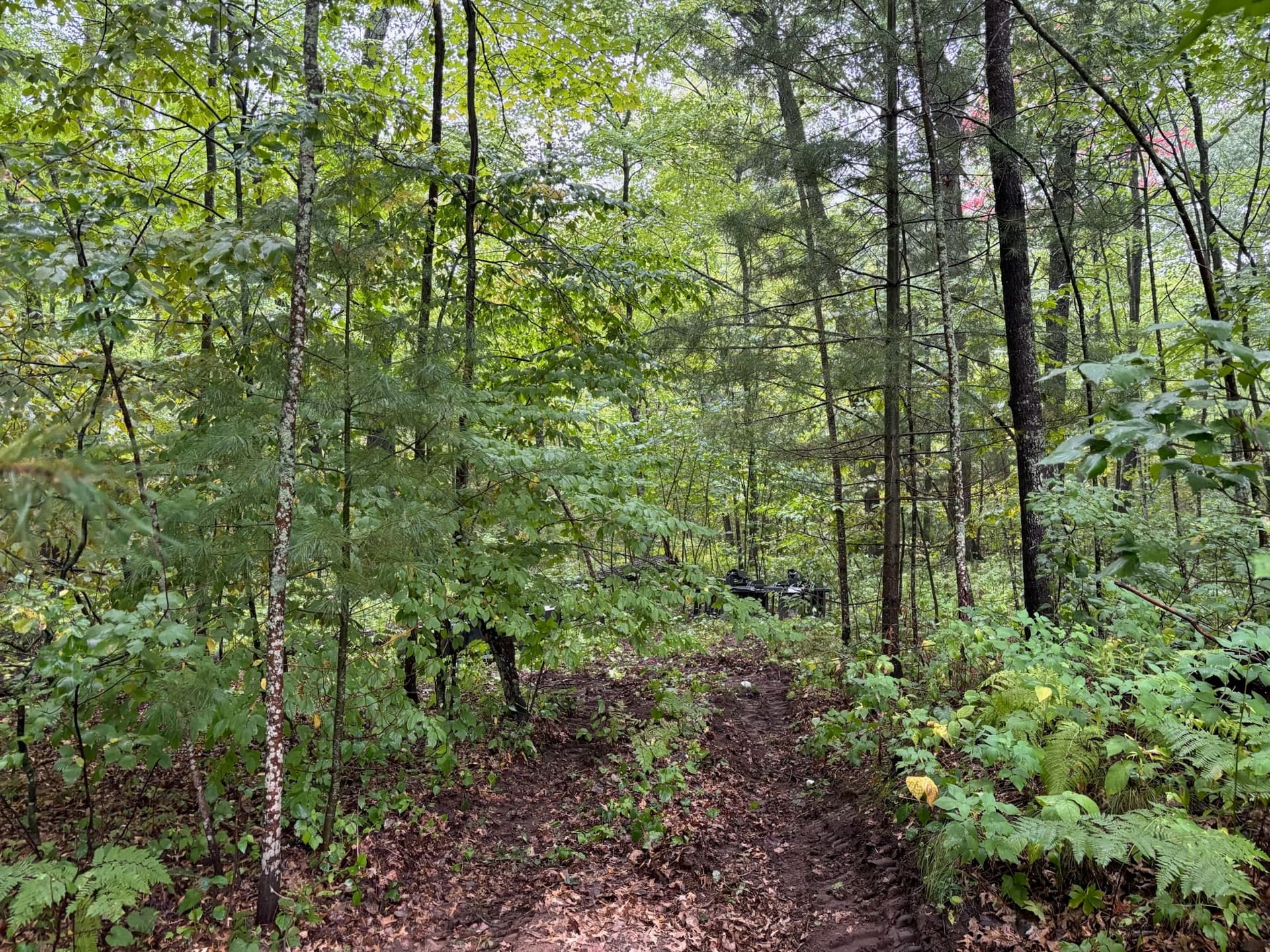 Clearing and Leveling the Landscape in Lakeville