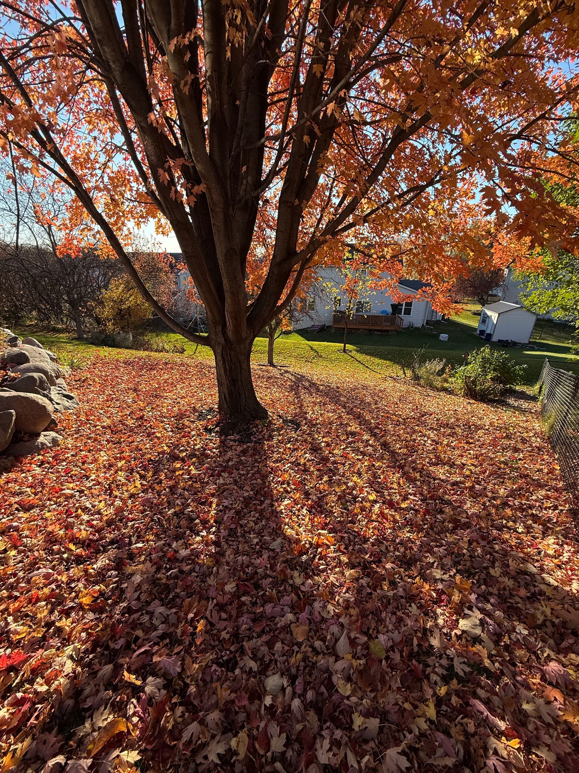 Gallery photos for Autumn Leaf Clean-Up in Savage MN: Image #1