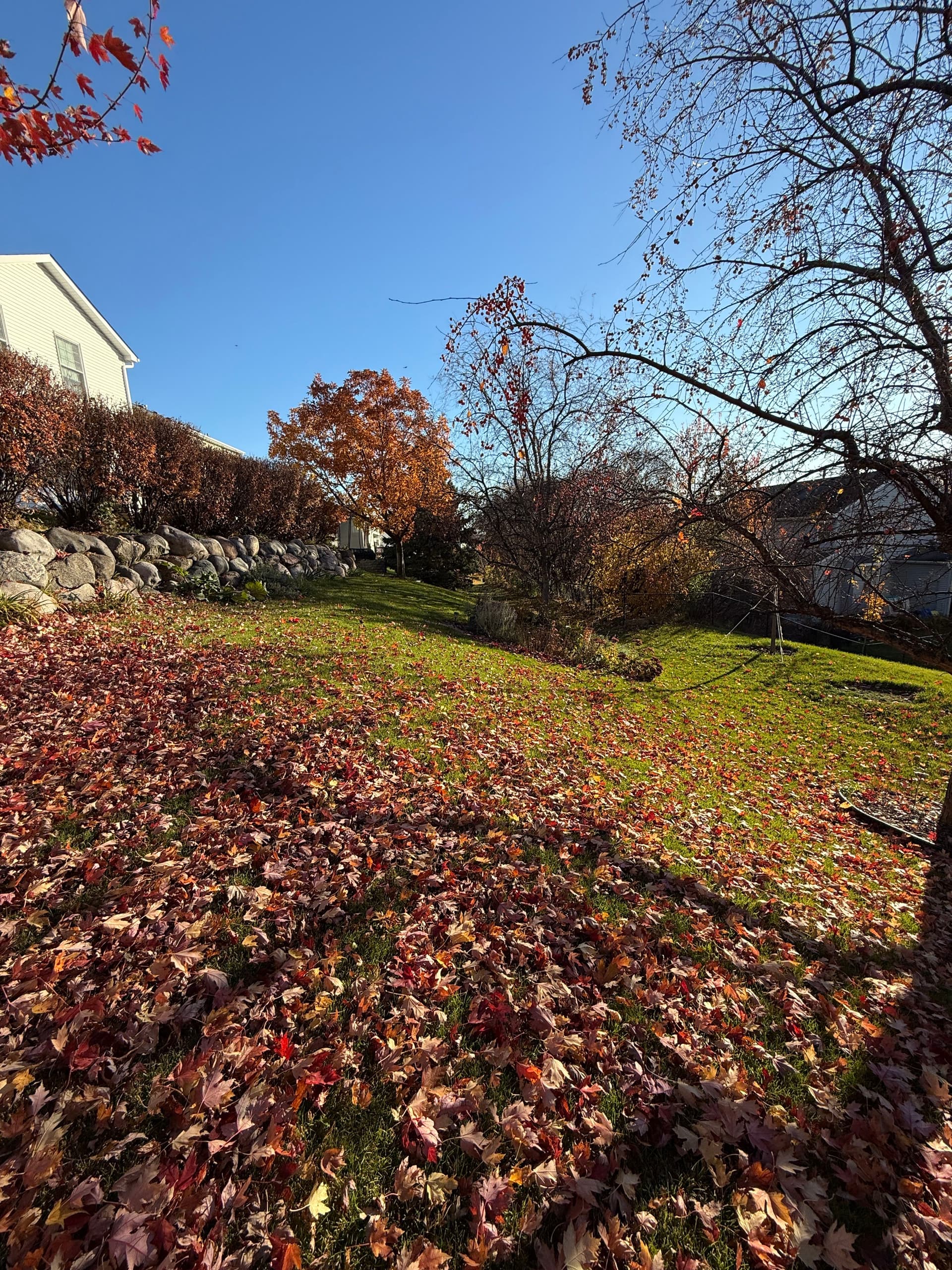 Gallery photos for Autumn Leaf Clean-Up in Savage MN: Image #2