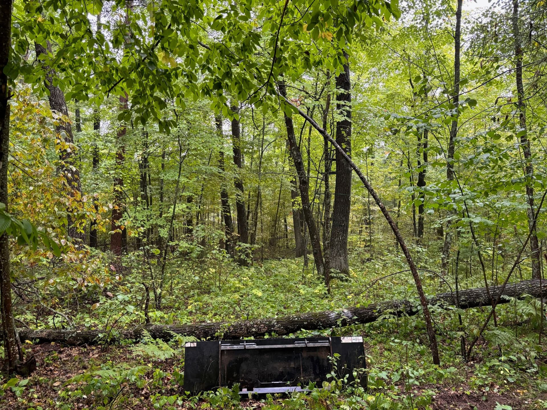 Clearing and Leveling the Landscape in Lakeville